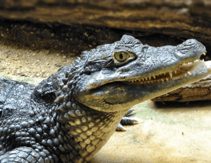 Крокодиловая ферма - «АкваЛоо» клинический санаторно-курортный комплекс (КСКК)